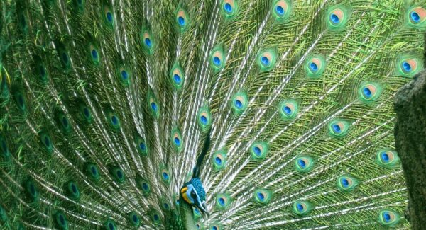 【创业网致富网真实揭秘】中赚网与中创网的致富之路对比