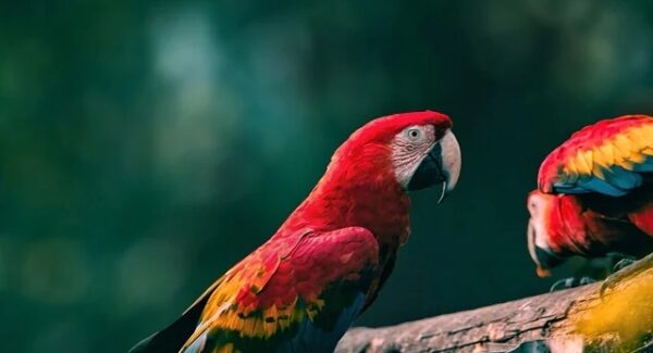 百度指数分析工具实战：洞察市场趋势，引领行业潮流