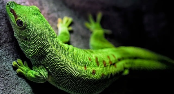 【金旋风网赚秘籍】金旋网赚论坛高手教你如何月入过万