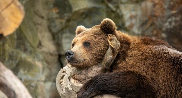 金旋风网赚与金旋网赚：中创网官网和中创网赚论坛的网赚项目对比