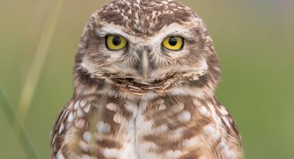 网赚项目的SEO优化：如何在网赚培训和SEO优化课程中提升网赚项目的可见度