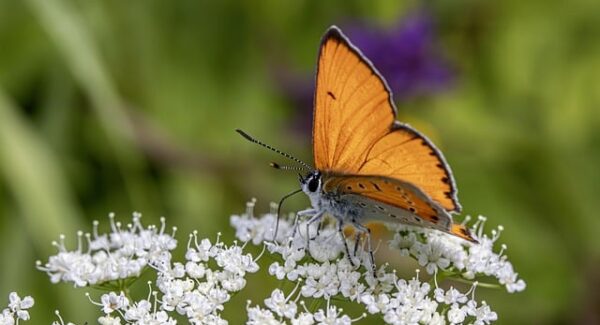 福缘网站论坛创业心得：与创业者共话创业路上的酸甜苦辣