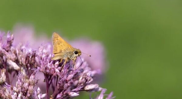 番号库官网的变革：新番号库对网赚项目的影响