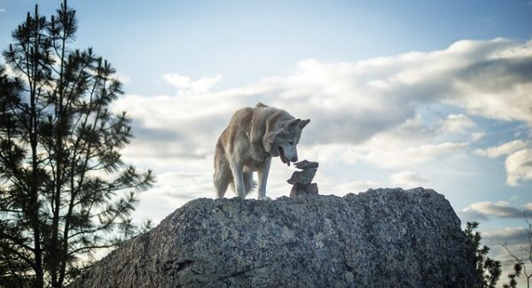 中赚网的秘籍：如何在金旋风网赚论坛中获得成功