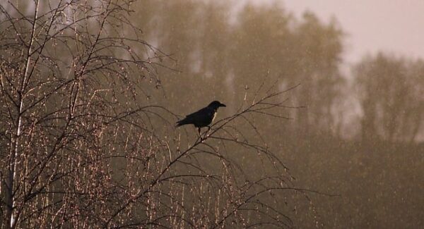 网赚好项目与网络视频营销：如何利用百度站长工具提升网赚项目的可见度