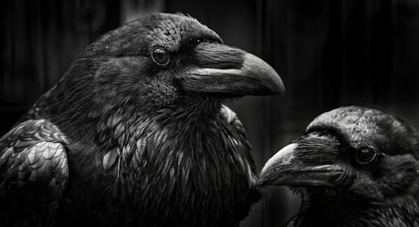 国家背书：国家认可的赚钱软件，安全可靠，让你放心赚钱