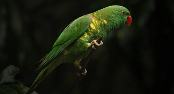 网站交易中介全解析：安全交易，从选择靠谱中介开始