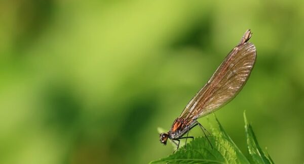 金旋风网赚论坛新策略分享：轻松网赚不是梦