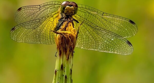 手机赚钱宝典：手机上怎么赚钱？正规平台带你走向成功