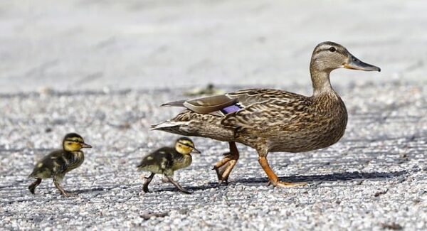 【网创项目资源网站新机遇】网创项目资源网站：探索新机遇，助力创业