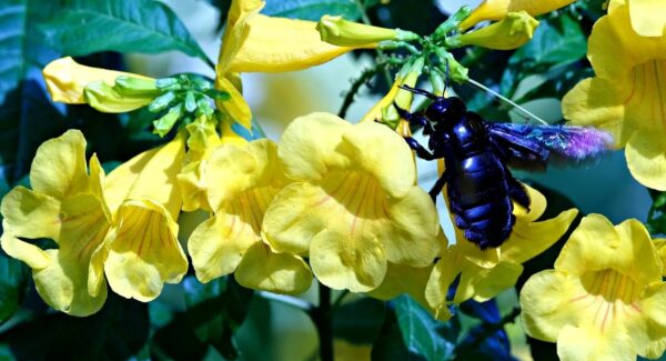 老司机番号资源更新：最新番号库官网的独家资源