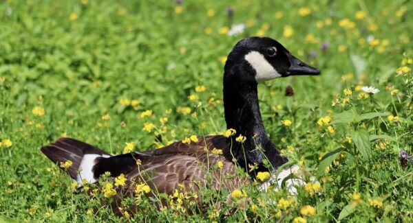 【网络兼职挣钱新机遇】结合中赚网与冒泡网赚的经验分享