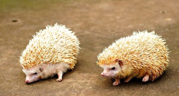 爱发资源整合网探秘：一站式解决你的资源需求