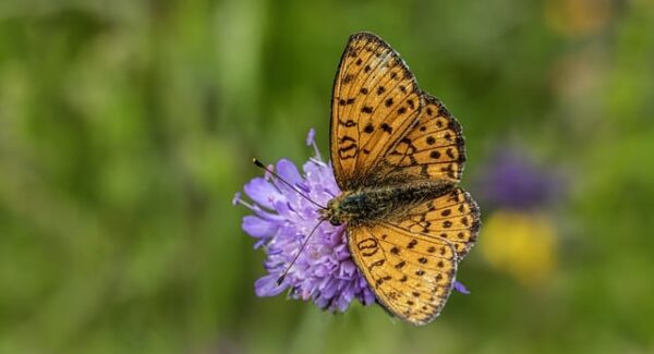 网赚团购与网赚项目：如何在项目网和项目网创业中找到赚钱的网赚好项目
