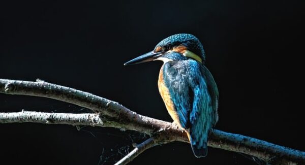 【千梦网创心得】分享我的网创项目成功之路