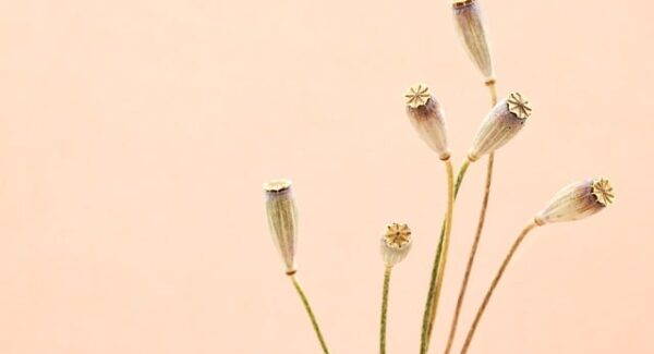 网创项目资源整合教学：提升创业成功率