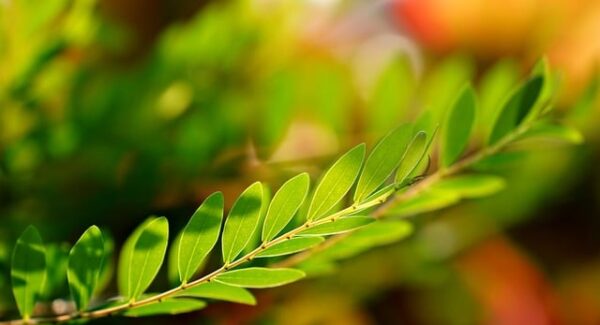 搜狗关键词排名技巧：小旋风站群助你快速上首页