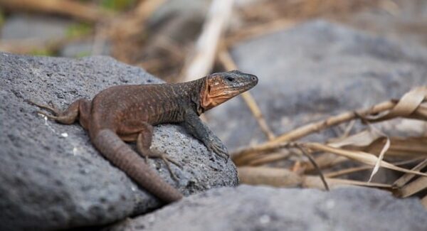 日赚2000元新机遇：一天赚2000加微信，轻松实现高收入