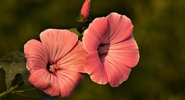 【快速获取百度排名技巧】快速获取百度排名技巧：提升网站曝光率