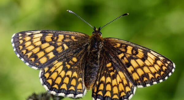 网赚项目的SEO优化：如何利用百度快速排名和百度快速排名优化提升网赚项目的排名