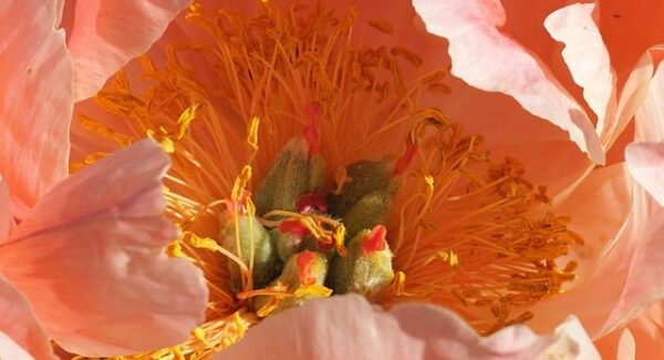 千梦网创项目解析：你的成功创业之选