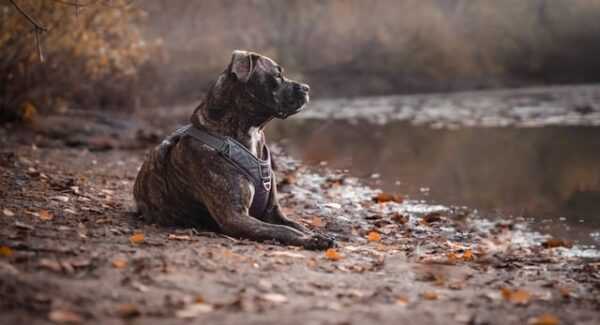网赚培训与SEO视频培训：如何通过网赚学习与网站优化课程提升创业商机