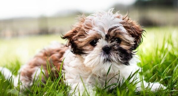 老司机番号独家分享：背后的故事与资源揭秘