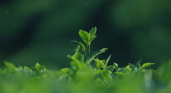 中创网热门项目解析：揭秘中创网中赚的盈利模式