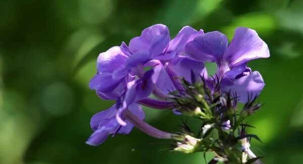 最新免费网赚项目全攻略：在网赚论坛中轻松获取创业灵感