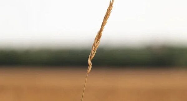 SEOVIP与网赚培训：SEO培训课程与网赚学习的新视角