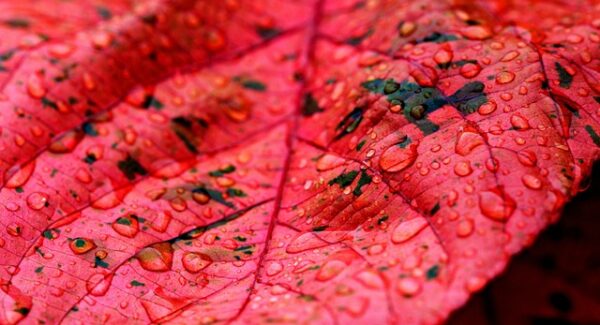 站长SEO进阶指南：龙岩SEO技巧与网站交易中介的联动