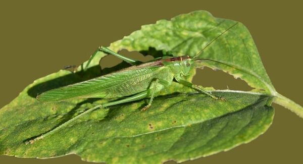 网赚暴利群新动态：Google网赚与最新免费网赚项目的联合推广