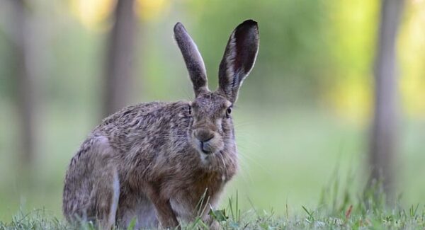 创业项目新机遇：创业项目论坛与最新网赚项目的联动发展
