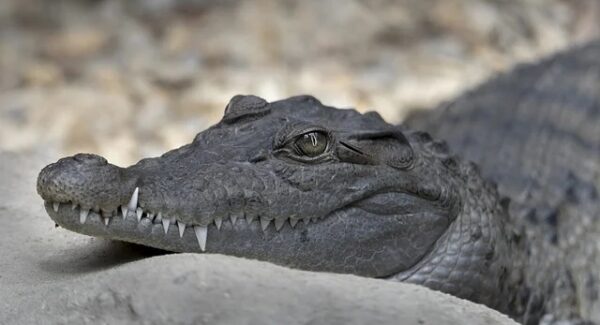 创业故事新启示：创业论坛网与创业项目交流的智慧碰撞