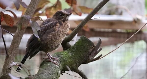 网站优化新策略：网站排名技术与文案优化的双管齐下