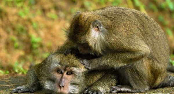 中创网热门项目解析：中赚网与中创网络的共赢之路