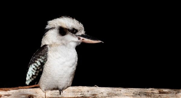 揭秘网赚新趋势：一公斤网赚论坛与创业网络的无缝对接