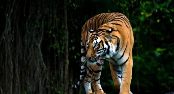 金色旋风网赚论坛：SEO赚钱培训与网赚项目的结合