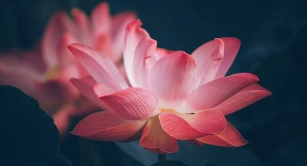 从福缘网赚到福缘网站：构建全方位的网赚创业生态