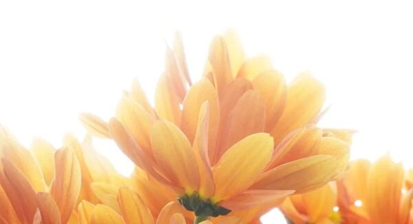 深度网赚论坛热议：真实网络赚钱项目与创业论坛网的机遇