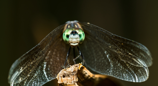 网上工作新机遇：网上赚钱网站与副业项目资源网的双重选择