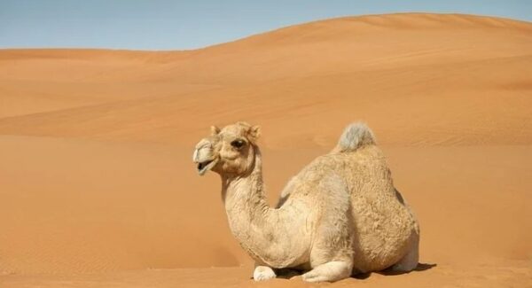 网赚创业项目：网上赚钱论坛与创业好项目论坛的深度分析