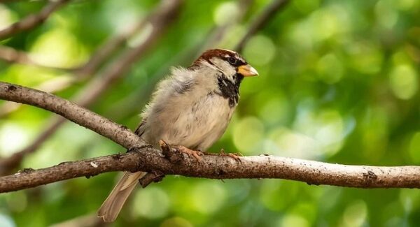 SEO优化新视角：seovip与百度站长工具的深度应用