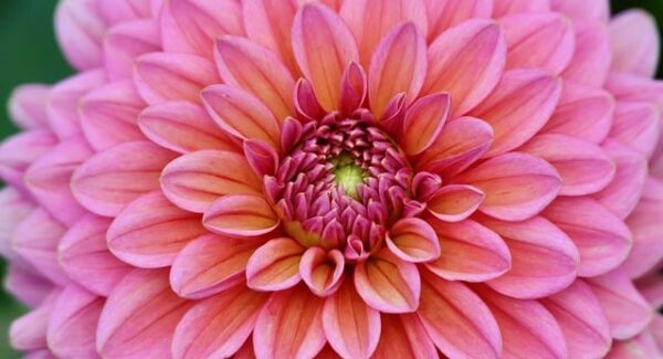 网上创业实战：网上赚钱论坛与SEO视频培训的双重驱动