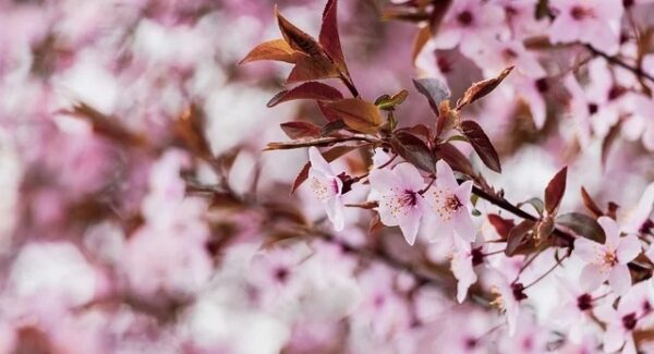 冒泡网创启示录：网络赚钱社区与免费赚钱项目的互动