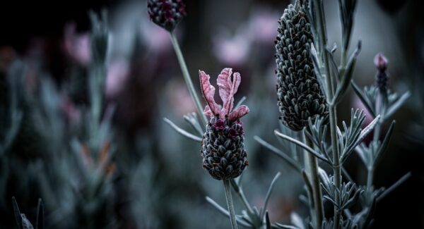 狗凯之家源码网分享：SEO赚钱与站长盈利的实用技巧