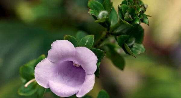 暮沉网创项目揭秘：金旋风网赚论坛的财富密码