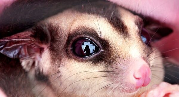 百度SEO秘籍：快速排名与百度关键词价格优化的艺术