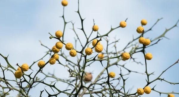 中创网热门项目精选：深度网赚论坛与创业故事的智慧火花