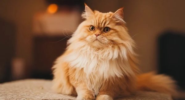 中赚网官网新揭秘：网赚项目下载与创业项目资源的全面解析